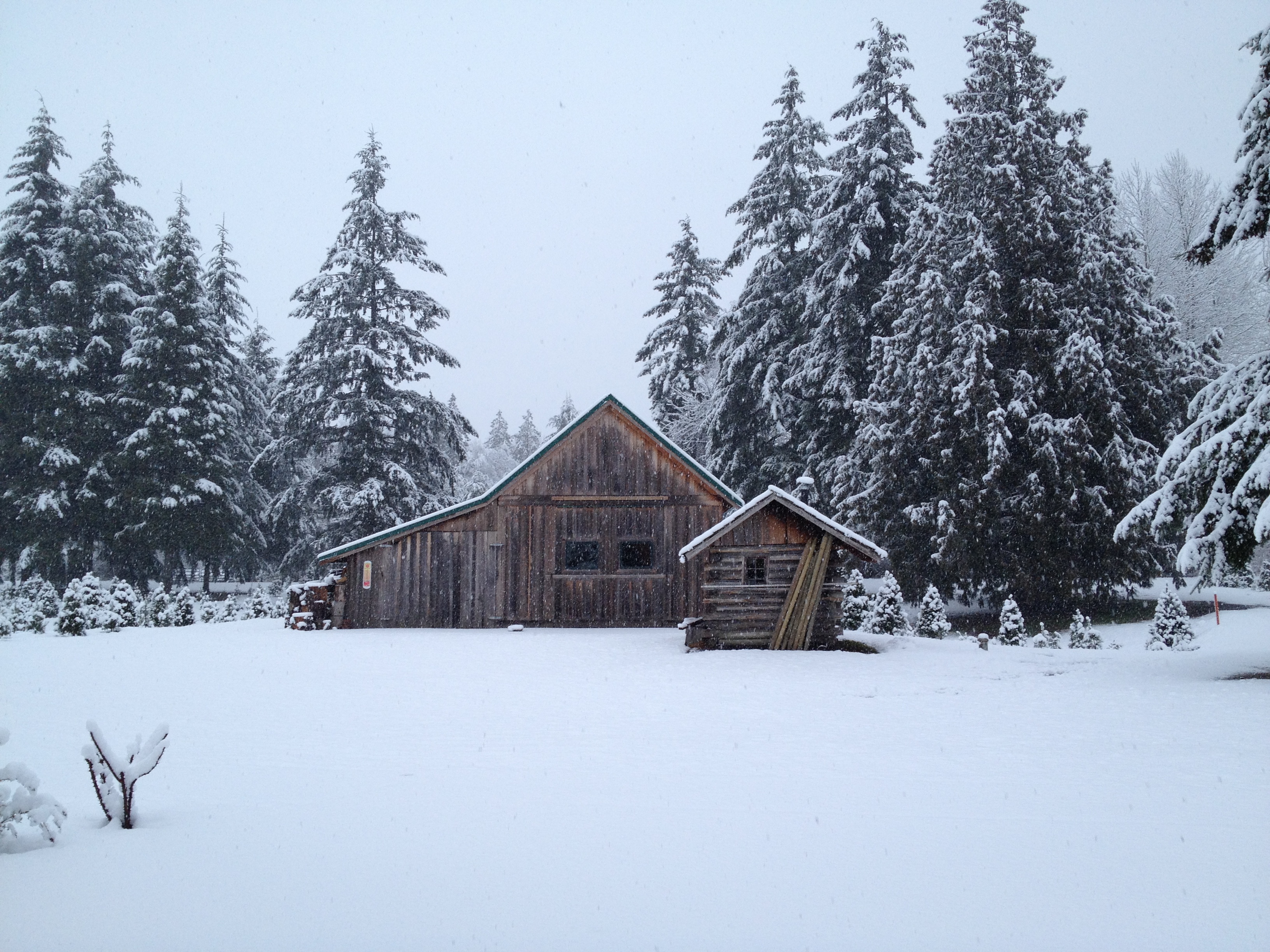 Snowy Christmas Tree Farm