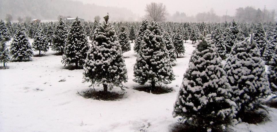 fullner christmas tree farm u cut pre cut trees and fullner christmas tree farm u cut pre cut trees and